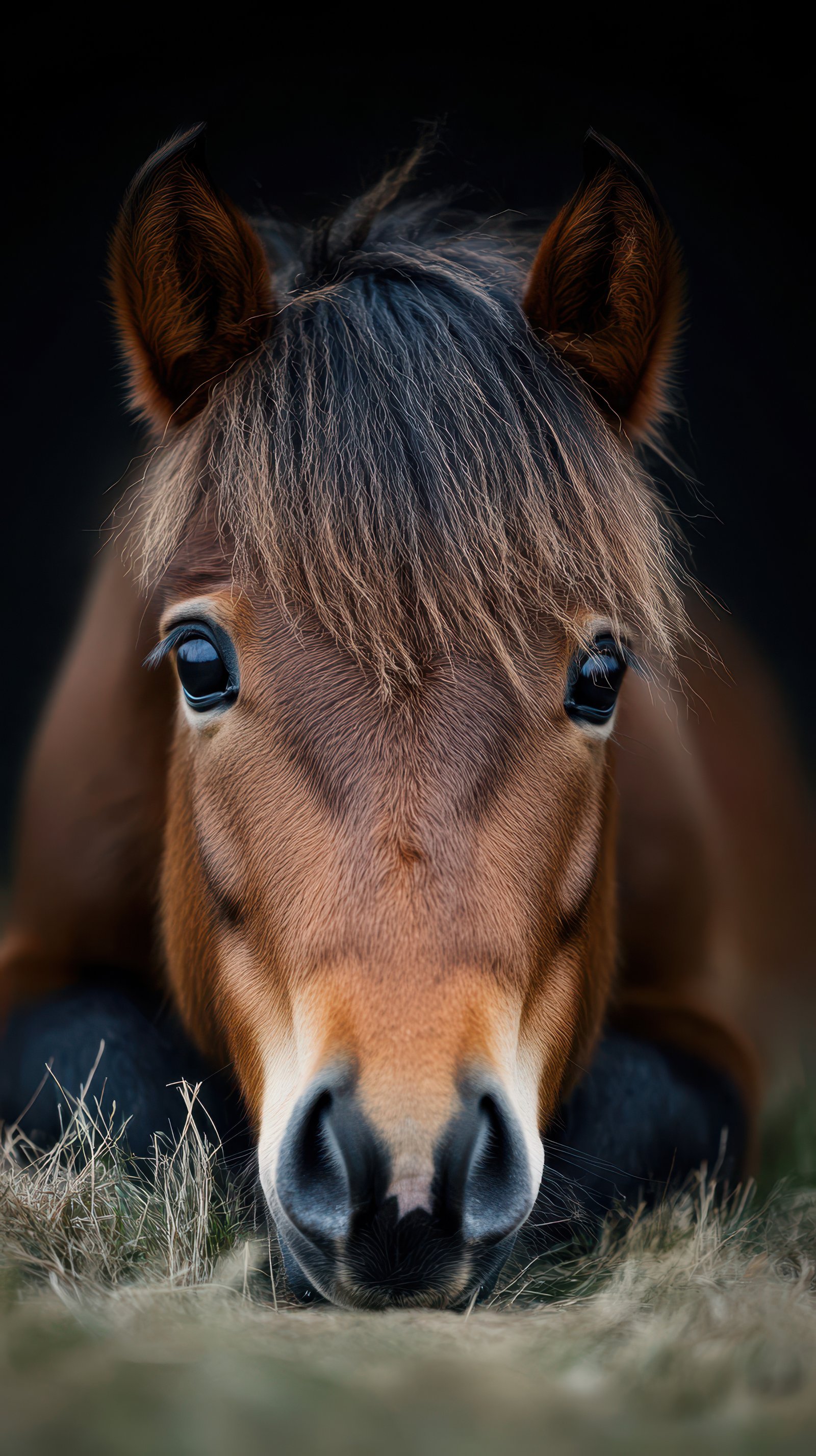 Close-up view of a relaxed pony resting on grass during the late afternoon light